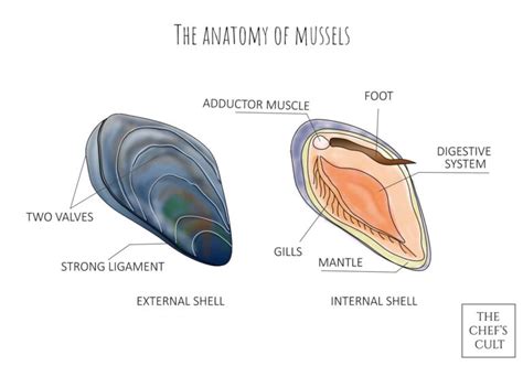 Arkens mussel: Ein faszinierender Meeresbewohner mit zwei Schalen und einer Vorliebe für salziges Wasser!