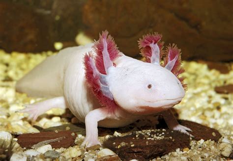  Axolotl: Ein faszinierender Wassersalamander mit Externalen Kiemen und einem bemerkenswerten Regenerationsvermögen!