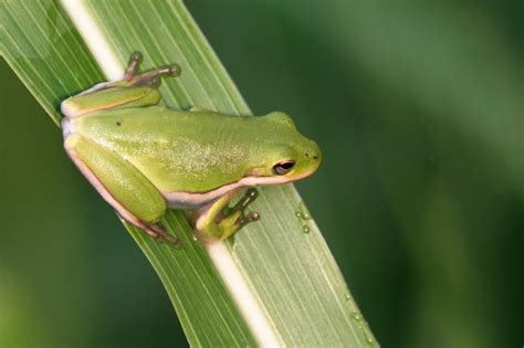  Der Dortmunder Frosch: Ein Meister der Tarnung und Experte für nächtliche Jagdparties!