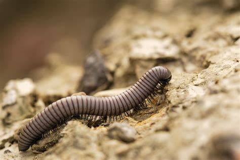  Umfangreiche Beschreibungen über die faszinierende Lebensweise des Unkraut-Millipedes! Dieses kleine Tier, ein Meister der Tarnung und Zersetzung, verkörpert die Bedeutung des Ökosystems