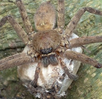  Fenster Spinne: Eine faszinierende Meisterin der Tarnung mit acht Beinen und einem unwiderstehlichen Hunger!