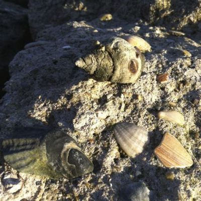 Hermit Crab: Die Meister der Umnutzung und Verstecke im Meer!