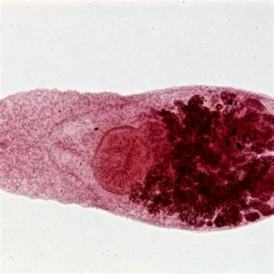  Heterophyes heterophyes:  Ein winziger Wirbelloser, der sich durch eine Reise voller Wendungen auszeichnet!