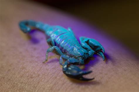  Irenichthys: Ein verstecktes Juwel mit leuchtenden Schuppen, das im Dunkeln glänzt!