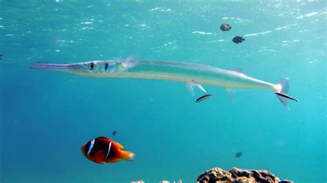  Needlefish! Eine faszinierende Reise durch die Welt der schlanken, silbernen Jäger