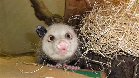  Opossum! Ein Bezaubernder Nachtaktiver mit einem Wunderbaren Geschmacksverlangen für Insekten