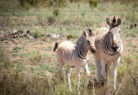  Quagga:  Ein Reptil, das sich versteckt wie ein Meister der Tarnung und gleichzeitig den Charme eines alten Schätzchens ausstrahlt!