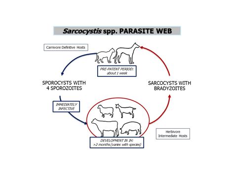  Sarcocystis! Ein Parasit mit faszinierenden Lebenszyklen und unglücklichen Wirten