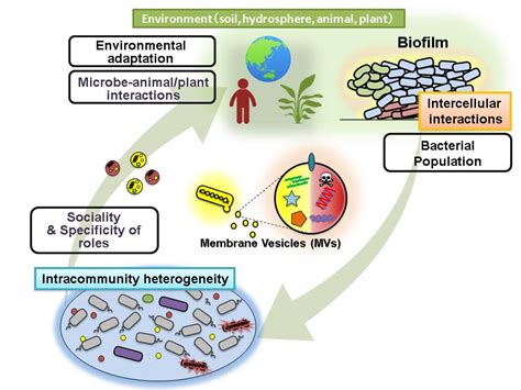  Zusammenfassend, wie wirksam sind Mikroorganismen im Schutz ihrer Umwelt -  entdecken Sie den mysteriösen Xenosporidium!