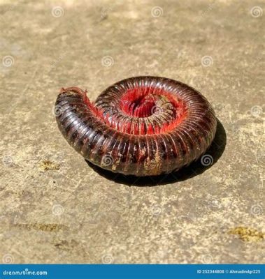  Um welche faszinierende Tiergruppe handelt es sich bei den UndulatingMillipedes und was macht sie zu so außergewöhnlichen Geschöpfen?