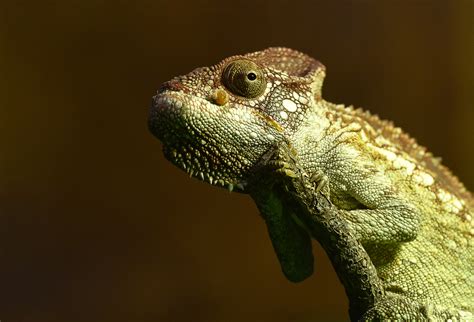  Vielschichtiges Tierportrait: Der Veiled Chamäleon - Ein Meister der Tarnung und ein faszinierendes Beispiel für die Evolution von Jagdstrategien!