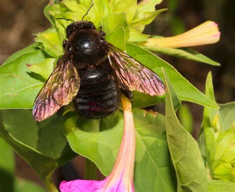  Xylocopa: Eine faszinierende Holzbiene mit einem unerschütterlichen Appetit für Süßes!