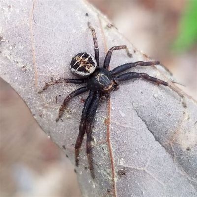  Xysticus: Ein Meister der Tarnung, der mit seinen flinken Beinen die Insektenwelt terrorisiert!