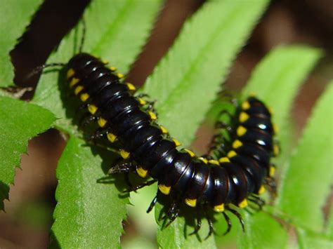  Yellow-Spotted Millipede! A Creature Known for its Stunning Colouration and Gentle Nature